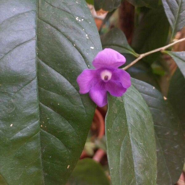 Brunfelsia pauciflora Кветка