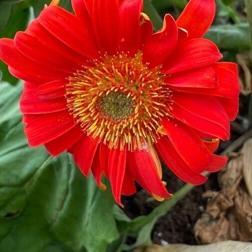 Gerbera jamesonii फूल