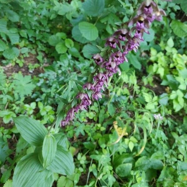 Epipactis helleborine ഇല