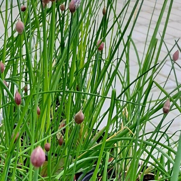Allium schoenoprasum Çiçek