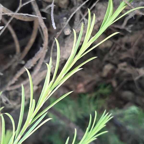 Melaleuca bracteata Лист