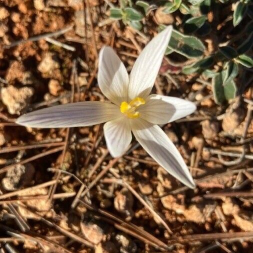 Crocus versicolor Fleur