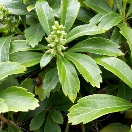 Pachysandra terminalis Blad