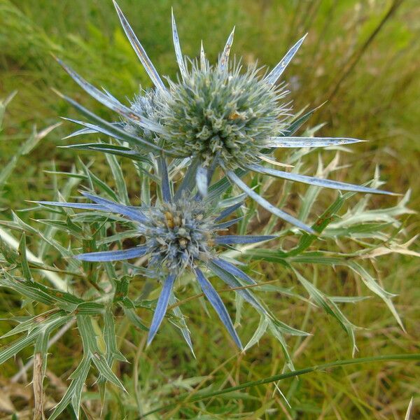 Eryngium bourgatii Bloem