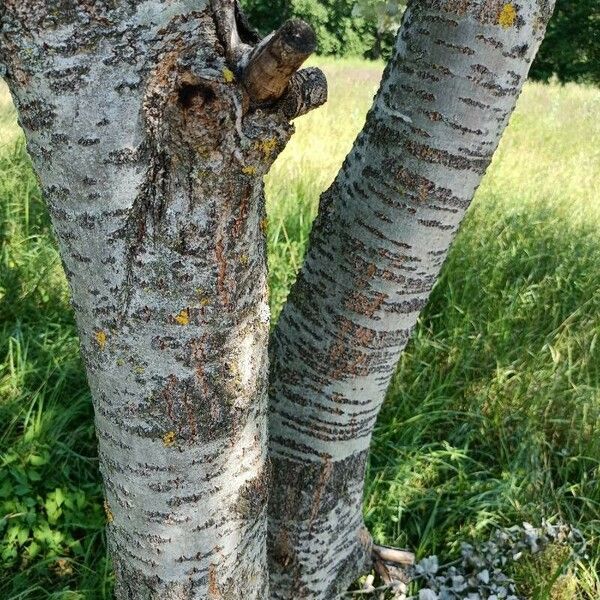 Populus alba خشب