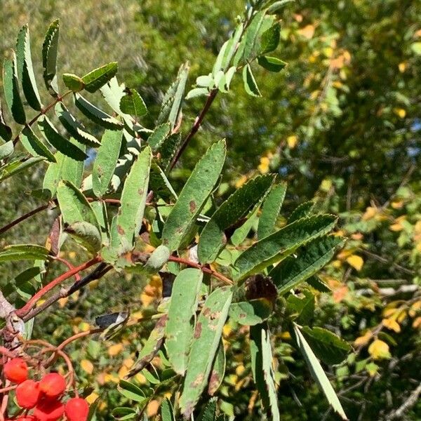 Sorbus aucuparia Folha