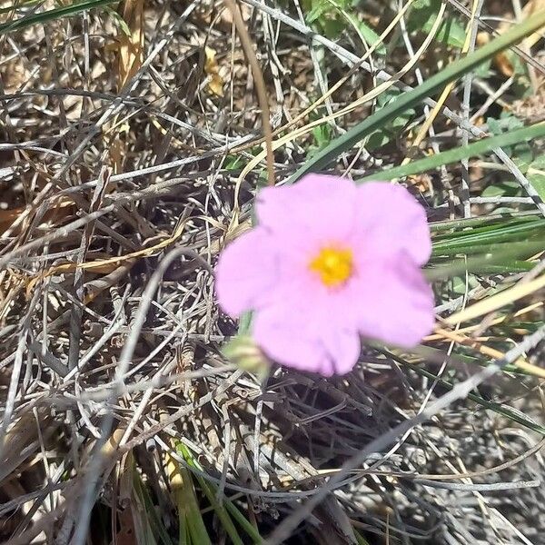 Helianthemum vesicarium Flor