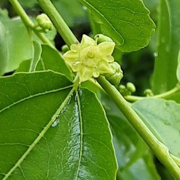 Ziziphus jujuba Flower