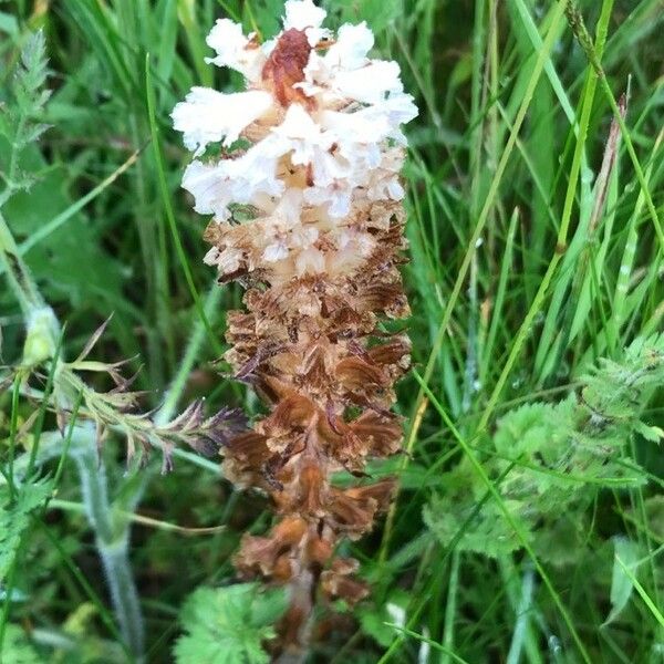 Orobanche picridis Цвят