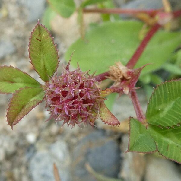 Trifolium glomeratum Fruit