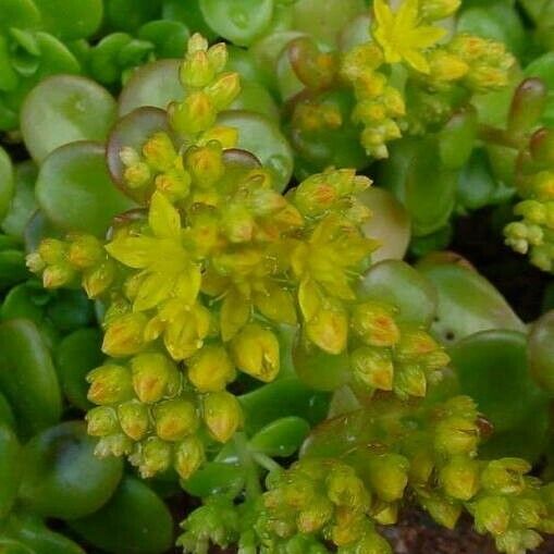 Sedum kimnachii Květ