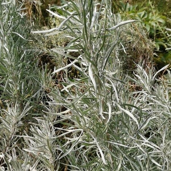 Artemisia cana पत्ता