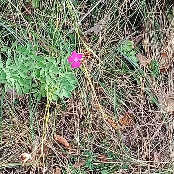 Dianthus carthusianorum موطن