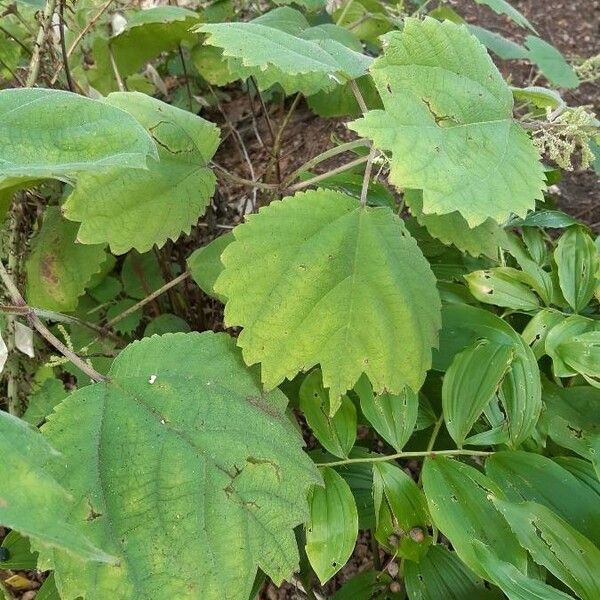 Boehmeria platanifolia Blad