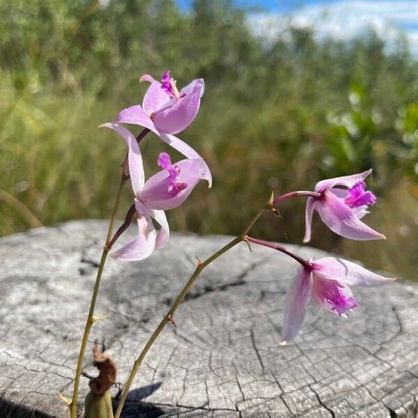 Bletia purpurea Flor