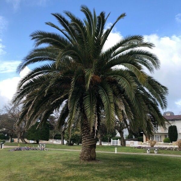 Phoenix canariensis Frunză