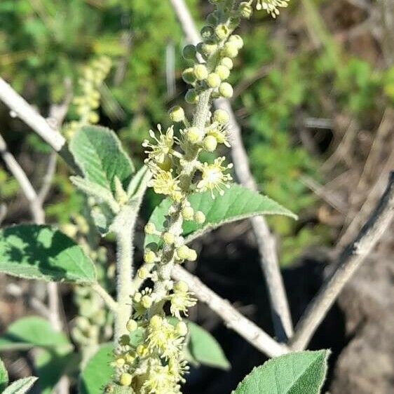 Croton lachnostachyus Flor