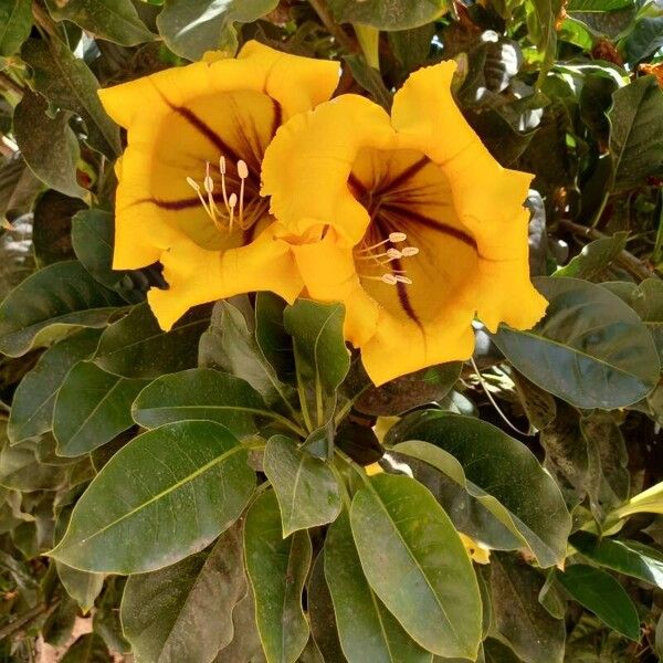 Solandra maxima Flower