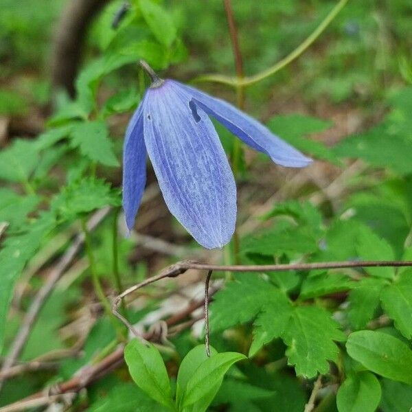 Clematis alpina 花