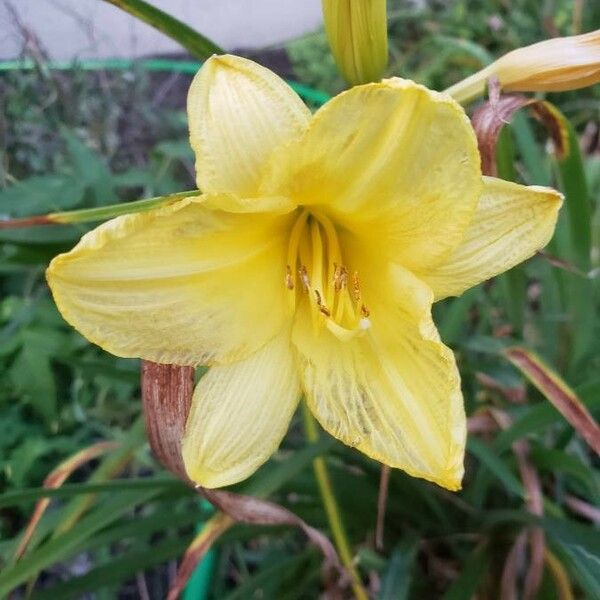 Hemerocallis minor 花