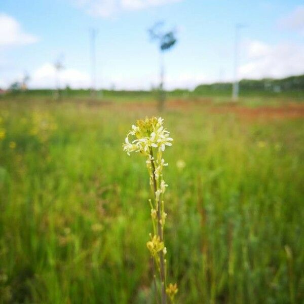 Turritis glabra Blomst