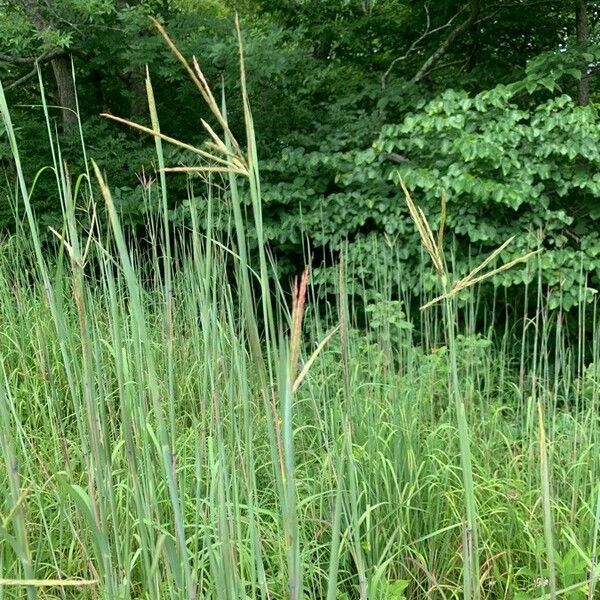 Andropogon gerardi Leaf