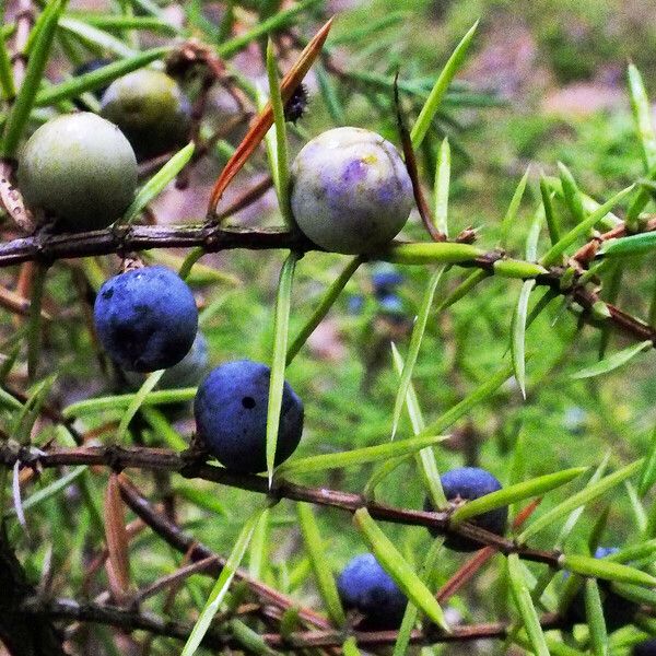 Juniperus rigida Плод