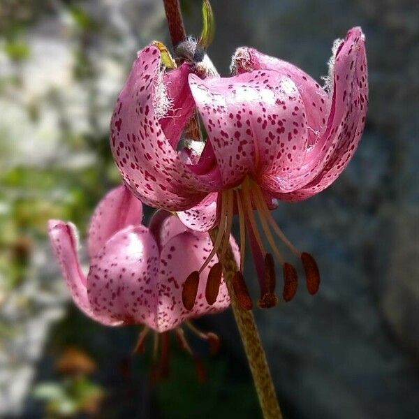 Lilium martagon Kwiat