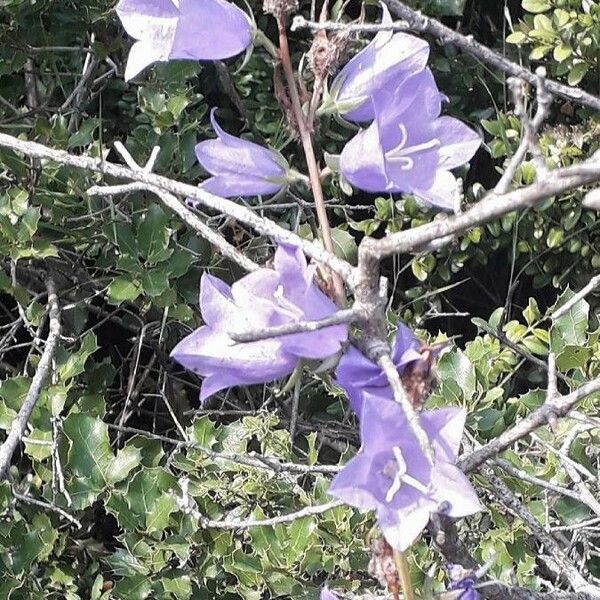 Campanula persicifolia Flors