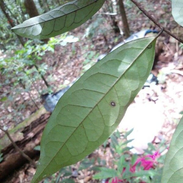 Annona foetida Levél