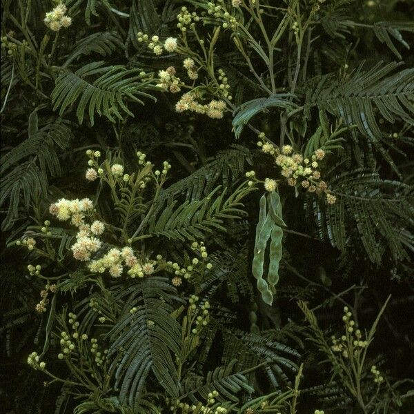 Acacia decurrens Žiedas