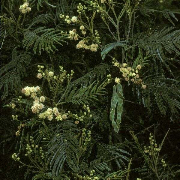 Acacia decurrens 花