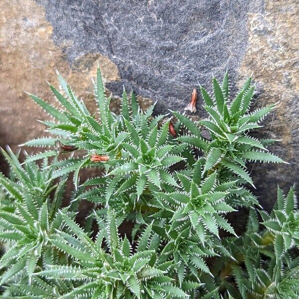 Saxifraga bronchialis Leaf