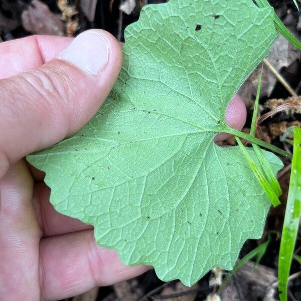 Alliaria petiolata Feuille