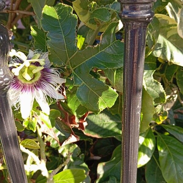 Passiflora edulis Žiedas