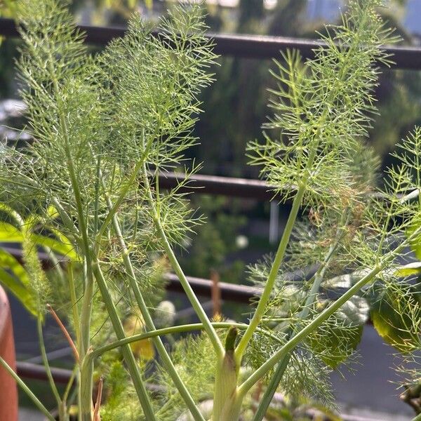 Foeniculum vulgare Yaprak