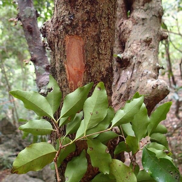 Eugenia brongniartiana Bark