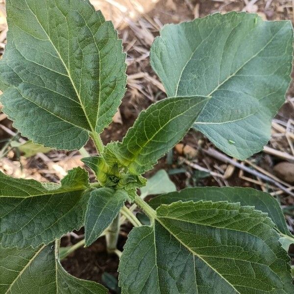 Helianthus annuus Frunză