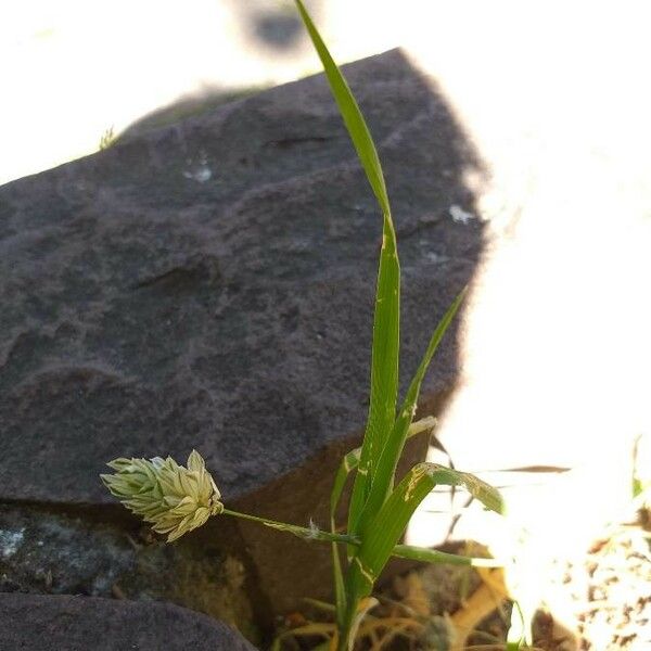 Phalaris canariensis Kvet