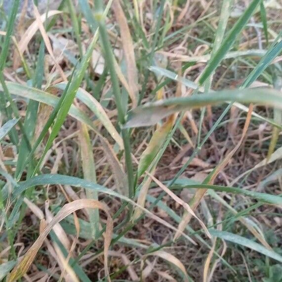 Elymus repens Leaf