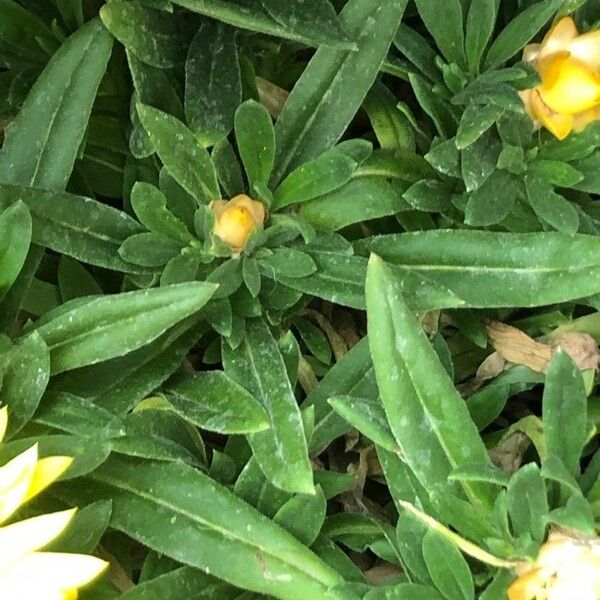 Helichrysum bracteatum ഇല