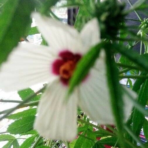 Hibiscus cannabinus Flors