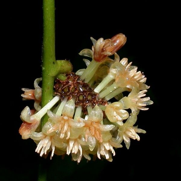 Smilax domingensis Çiçek