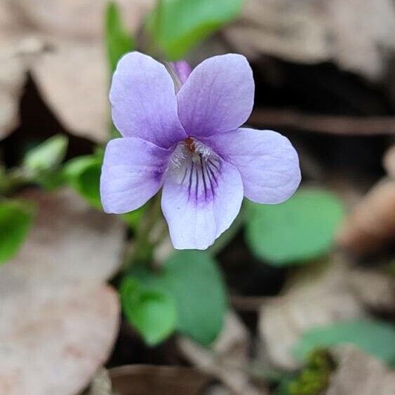 Viola reichenbachiana Žiedas