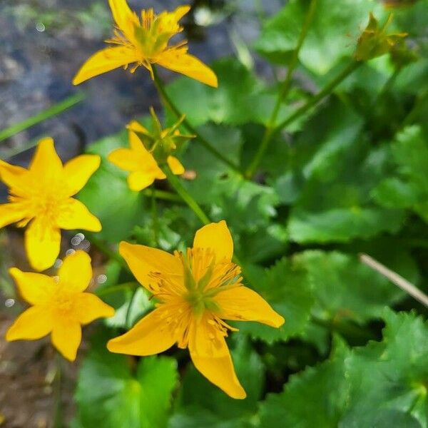 Caltha palustris Flor