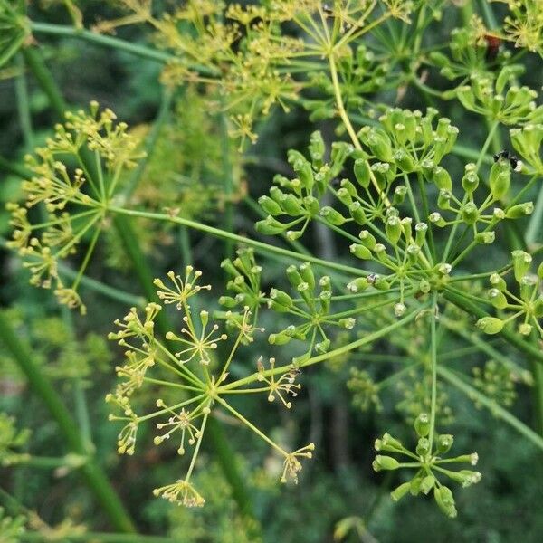 Opopanax chironium Kwiat