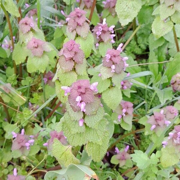 Lamium purpureum Облик