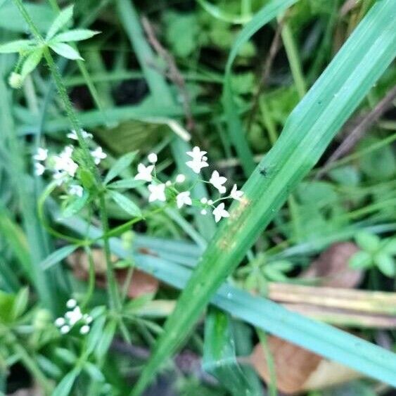 Galium palustre Fiore