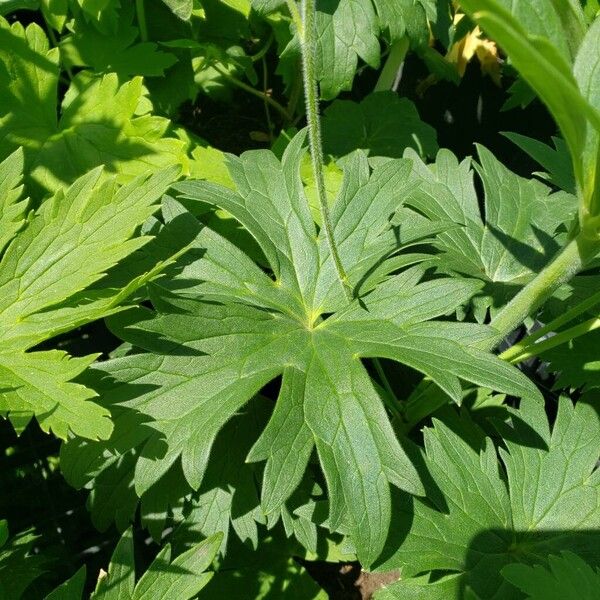 Delphinium elatum Hoja