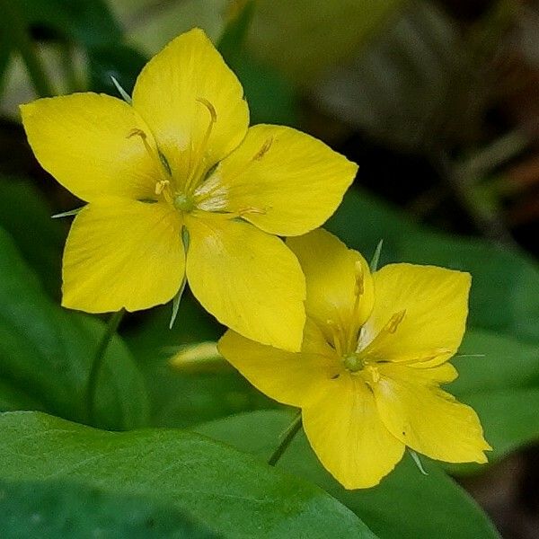 Lysimachia nemorum Flor